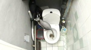 Кот на унитазе | Cat using human toilet