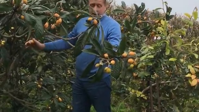 Олег Зубков собирает урожай на своей фазенде ! Португалия ,Азорские острова ! 