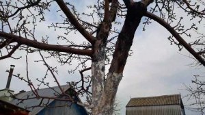 Томаты на 1 мая. Как вылечить болезнь у яблони Черный Рак #томаты #черныйрак #болезньяблони