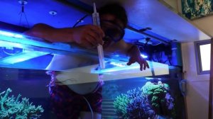 Морской аквариум и как избавиться от айптазий в нем, если он у вас ОЧЕНЬ большой :)