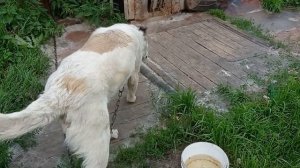 команда для дачи говорящяя собака дача?
