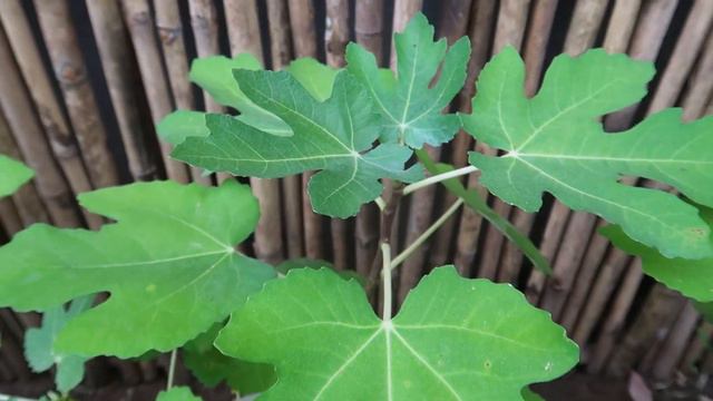Revealing the secret to growing figs in plastic containers for family, fruits are big & sweet смотреть онлайн
