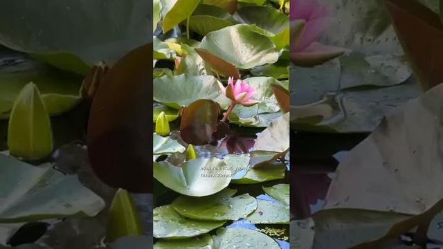 😍Китайское подворье можно найти недалеко от станции «Полянка»😍