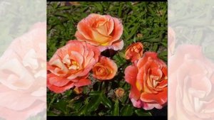 Airbrush Rose Floribunda, Kordes
