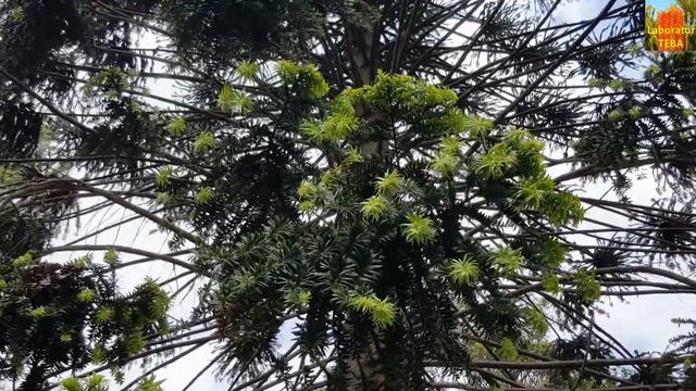 Bunya Pine - Araucaria bidwillii - HD Video 01 смотреть онлайн