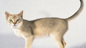 Сингапурская кошка: подробное описание породы