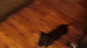 Паттердейл терьер.Patterdale terrier.Включите свет.