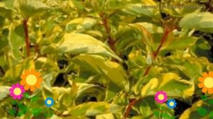 Дерен белый Гоучаулти. Краткий обзор, описание характеристик cornus alba Gouchaultii
