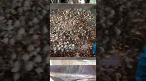 Калибруем однозубку/ стол для калибровки/ чем калибровать чеснок