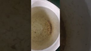 Собираю первый крупный урожай креветки розенберга в узв