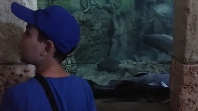 Крым. Часть 23. Огромные рыбы. Севастополь. Морской аквариум-музей. смотреть онлайн