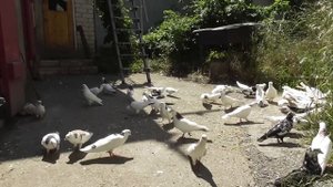 Гон голубей! В гостях у Авакова Артура в Кисловодске!