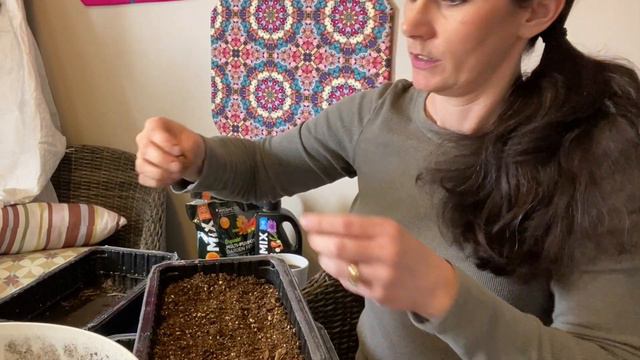 How to Pre-Sprout and Grow Ranunculus смотреть онлайн