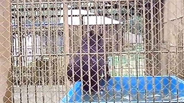 Медведь купается. Барнаульский зоопарк, 6.08.2013 смотреть онлайн