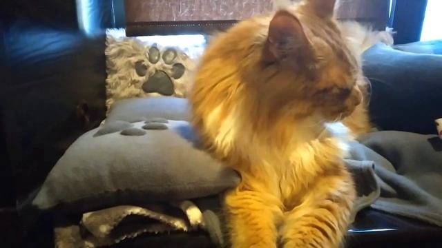 Мейн кун Степа. Расстроен тем, что папка уезжает на работу. смотреть онлайн