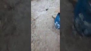 форд транзит .масло в антифризе,что делать? менять теплообменник
