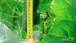 Китайский огурец на семена.mp4