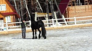 Как воспитать жеребца. Фризский жеребец на свободе