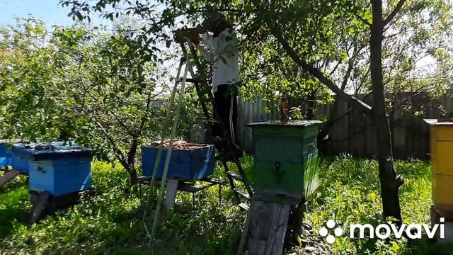 Пчёлы🐝я у соседей)))По гостям пошла😊Жизнь в Селе смотреть онлайн