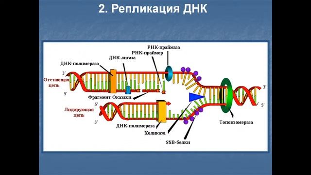 Слесарев СМ Жизненный цикл клетки