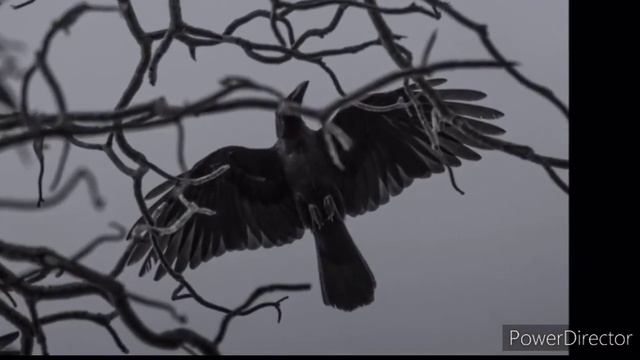 Артур Богданов - Ария Ворона смотреть онлайн