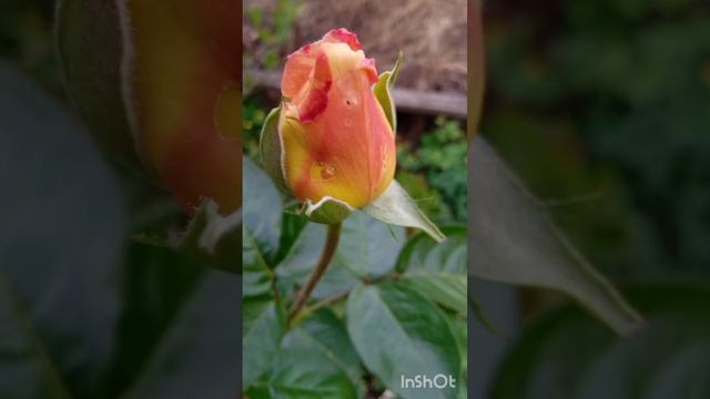 «Нежность лета–царица цветов»