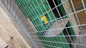 НОВОЕ ПОПОЛНЕНИЕ? ГОЛУБИ БАКИНСКИЕ!