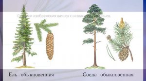"Хвойные деревья", Окружающий мир 1 класс ч.2, с.7-8, Школа XXI век.