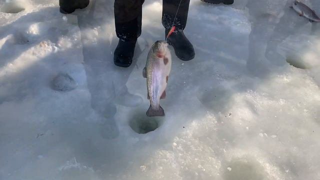 Рыбалка в Красногорске.BigCarp.Ловля форели.Рыбалка на платнике.Беседки,отдых,рыбалка,досуг