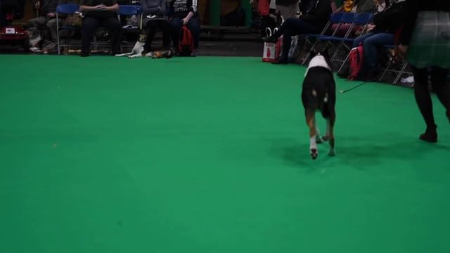 Crufts'18 - smooth collies - best dog смотреть онлайн