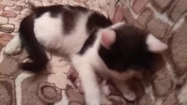 котята в добрые руки 2020 Саратов(1)