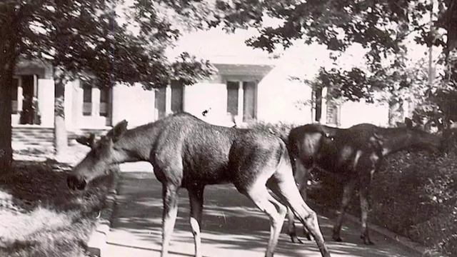 Парк культуры и отдыха имени Л.Н. Толстого в Химках. Путешествуем по Подмосковью с телеканалом 360.