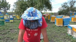 Содержание пчёл 300 +145