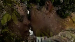 Марина Журавлева -  Белая черемуха