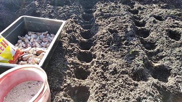 Посадка чеснока осенью / Удобрения для чеснока