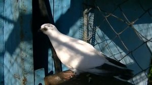 Будапештские голуби