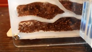 Куда делась моя колония Myrmica Sp.? Что с ними случилось? Муравьиная Мания.