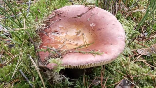 Ушачские озёра, день первый. 3 октября 2020 года. смотреть онлайн