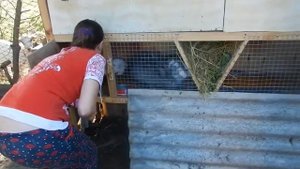 Вакцинация кроликов - как делать прививки кроликам.