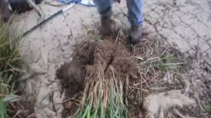 Growing and Dividing Ornamental Grasses