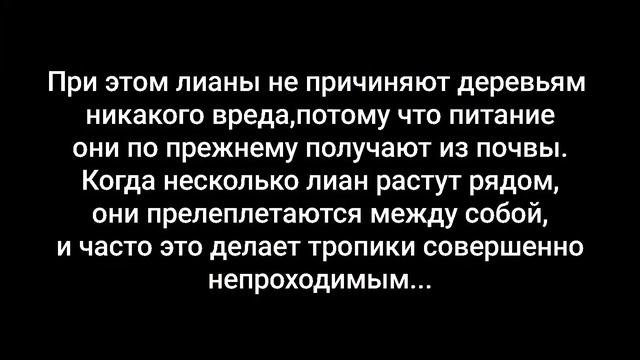 Тропический лес (Тропики)-что это?