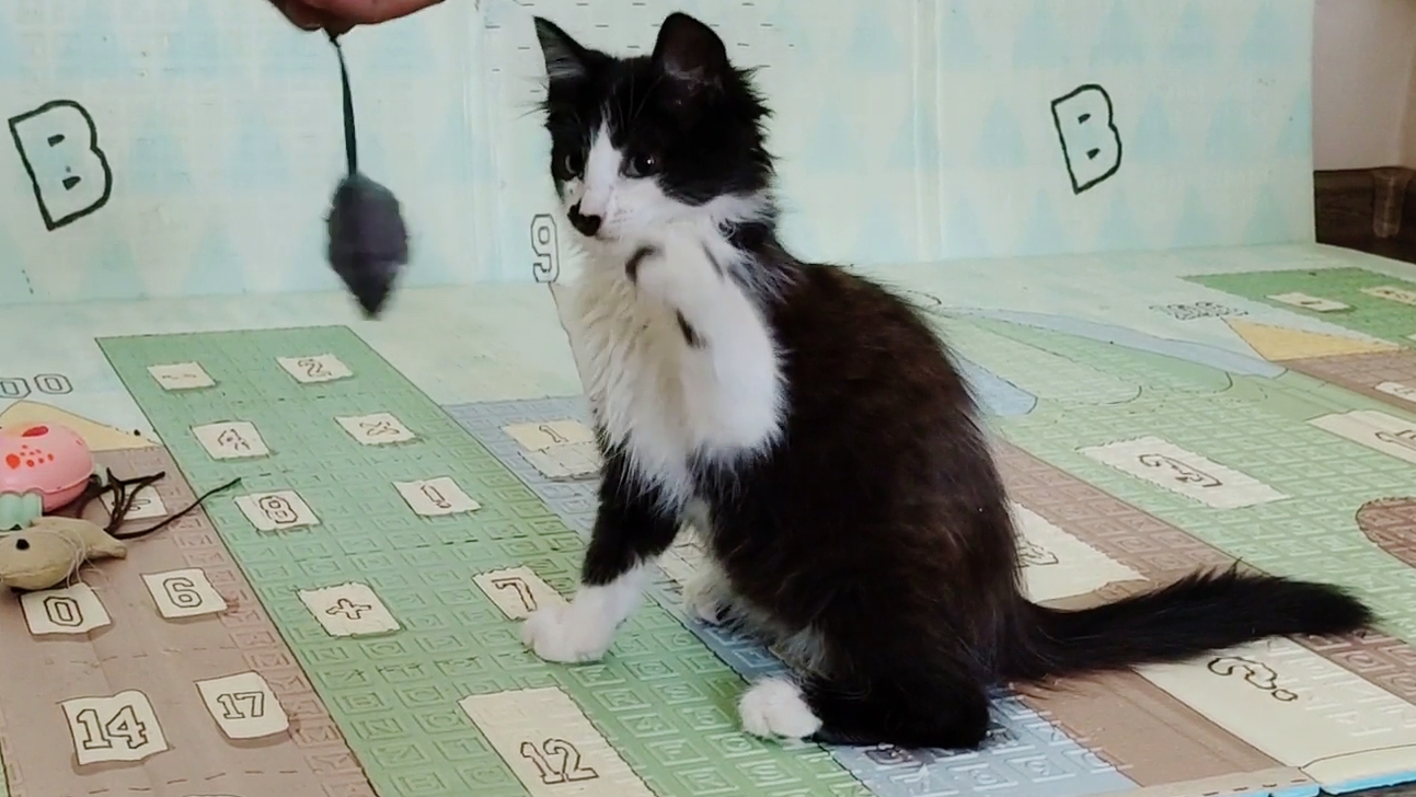 Котенок весело играет, приятно смотреть.