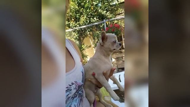 Гарри Поттер призрачный мрамор голубой Мерле питомник чихуахуа Кастропуло Крым продажа+79787458062 смотреть онлайн