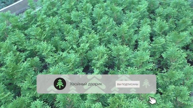Туя смарагд Сезон осень 2020 года Обзор питомник "Хвойный дворик" смотреть онлайн