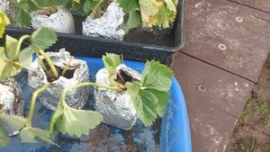 Саженцы земклуники Купчихи в Санкт-Петербурге.