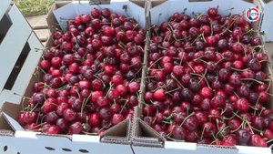 На рынках Севастополя появилась мелитопольская черешня
