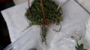 Как я укореняю пеперомии. Мой опыт👍