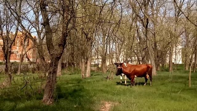 Коровы пасутся ?? и спорт? никто не отменял в Измаиле на карантине! смотреть онлайн