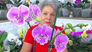 Видео обо всём и сразу - лампы и фитолампы, орхидея Ванда, цветение орхидей...
