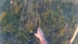 ✅ЛОВЛЯ КАРАСЕЙ В КАМЫШАХ НА ПАУК